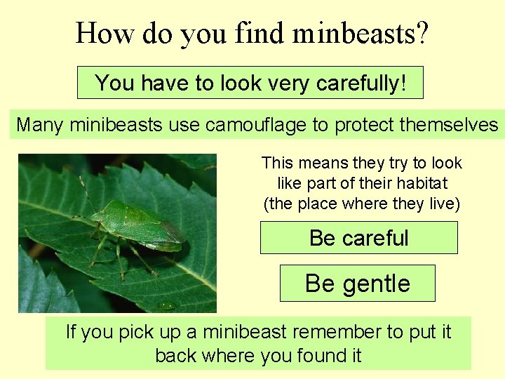 How do you find minbeasts? You have to look very carefully! Many minibeasts use