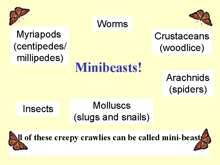 Myriapods (centipedes/ millipedes) Insects Worms Crustaceans (woodlice) Minibeasts! Arachnids (spiders) Molluscs (slugs and snails)