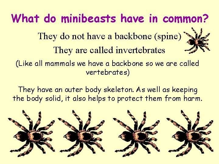 What do minibeasts have in common? They do not have a backbone (spine) They