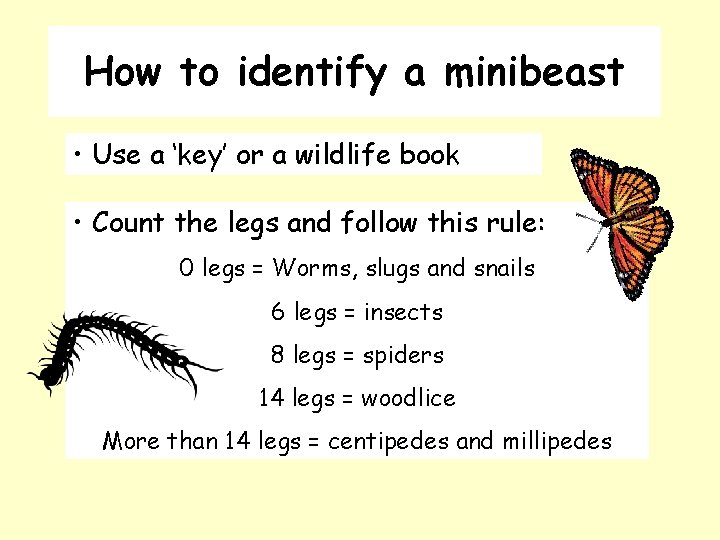 How to identify a minibeast • Use a ‘key’ or a wildlife book •