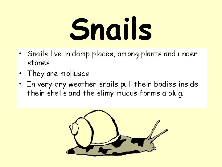 Snails • Snails live in damp places, among plants and under stones • They