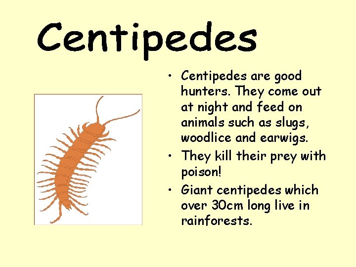  • Centipedes are good hunters. They come out at night and feed on