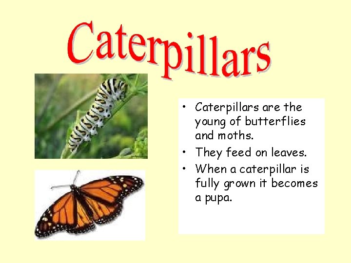  • Caterpillars are the young of butterflies and moths. • They feed on