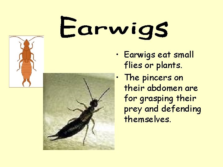  • Earwigs eat small flies or plants. • The pincers on their abdomen