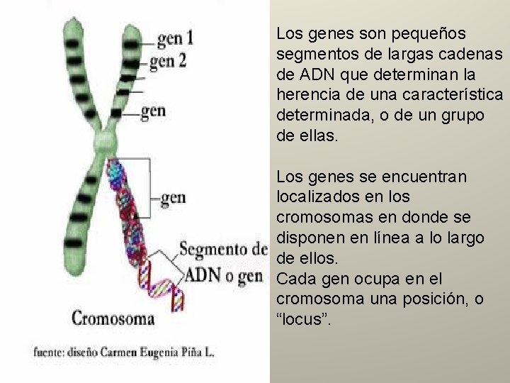 Los genes son pequeños segmentos de largas cadenas de ADN que determinan la herencia