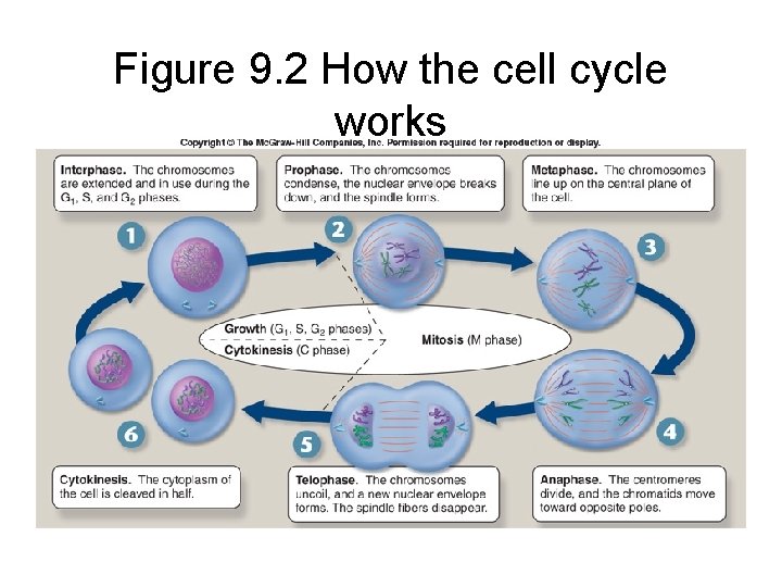 Figure 9. 2 How the cell cycle works 