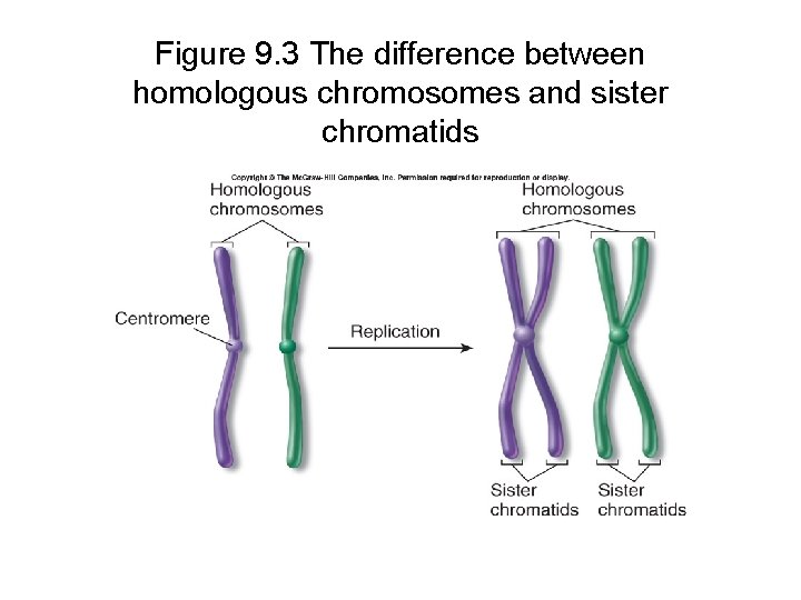 Figure 9. 3 The difference between homologous chromosomes and sister chromatids 