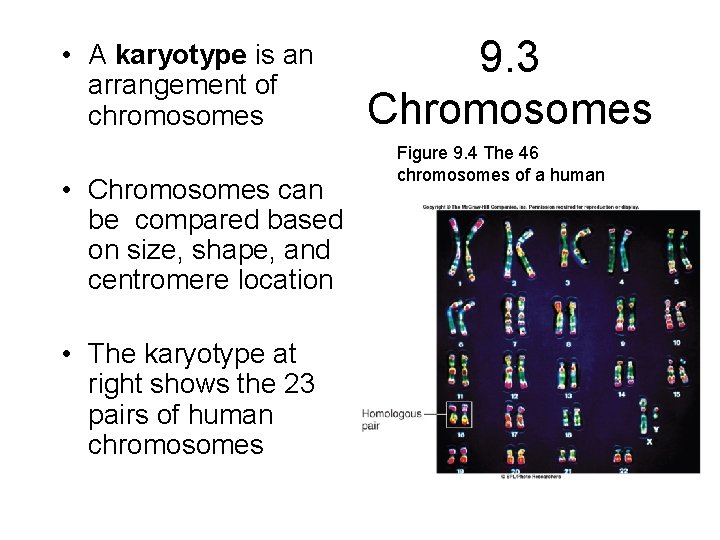  • A karyotype is an arrangement of chromosomes • Chromosomes can be compared