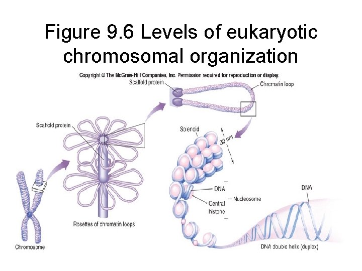 Figure 9. 6 Levels of eukaryotic chromosomal organization 