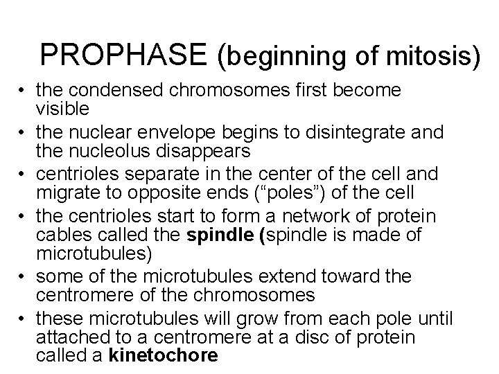 PROPHASE (beginning of mitosis) • the condensed chromosomes first become visible • the nuclear