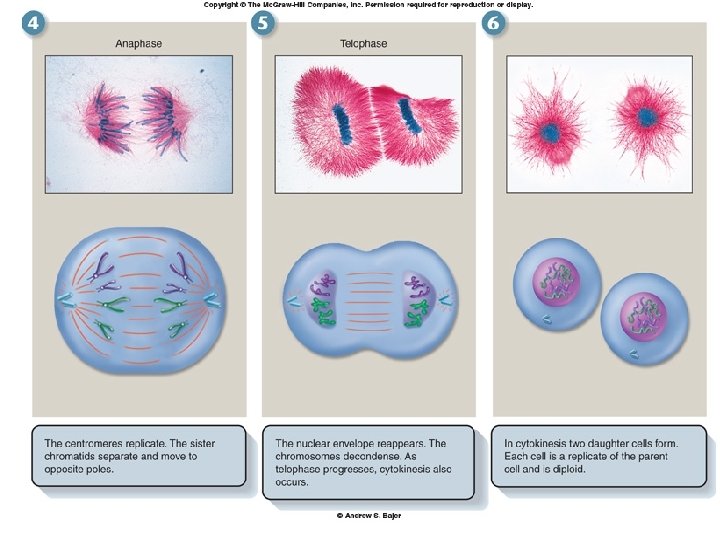 Figure 9. 7 How cell division works 
