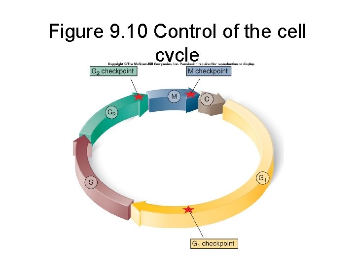 Figure 9. 10 Control of the cell cycle 
