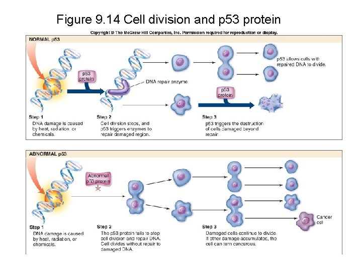 Figure 9. 14 Cell division and p 53 protein 
