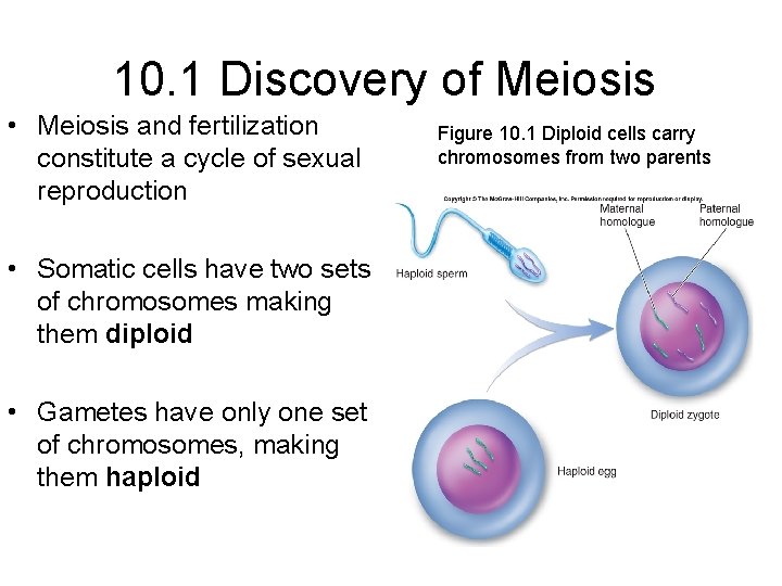 10. 1 Discovery of Meiosis • Meiosis and fertilization constitute a cycle of sexual