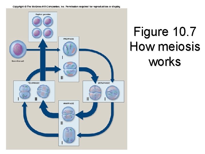 Figure 10. 7 How meiosis works 