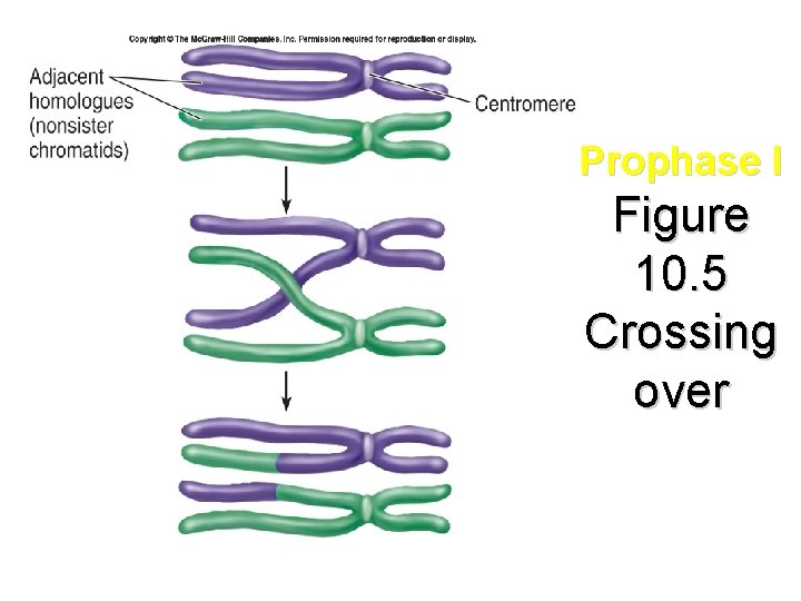Prophase I Figure 10. 5 Crossing over 