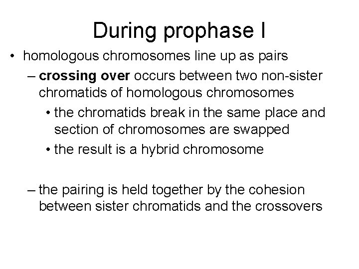 During prophase I • homologous chromosomes line up as pairs – crossing over occurs