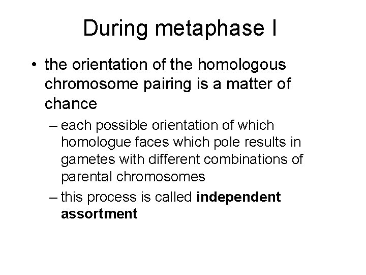 During metaphase I • the orientation of the homologous chromosome pairing is a matter
