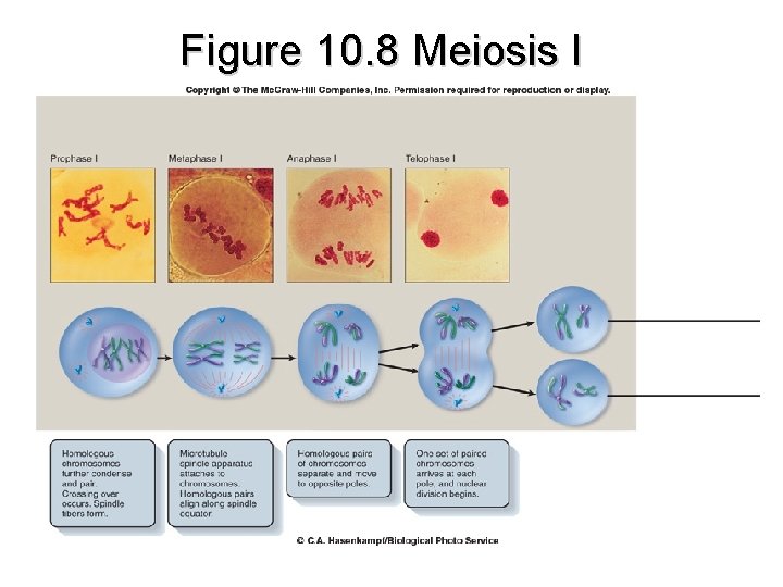 Figure 10. 8 Meiosis I 
