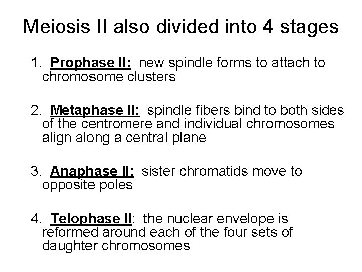 Meiosis II also divided into 4 stages 1. Prophase II: new spindle forms to