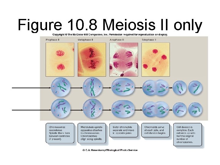 Figure 10. 8 Meiosis II only 
