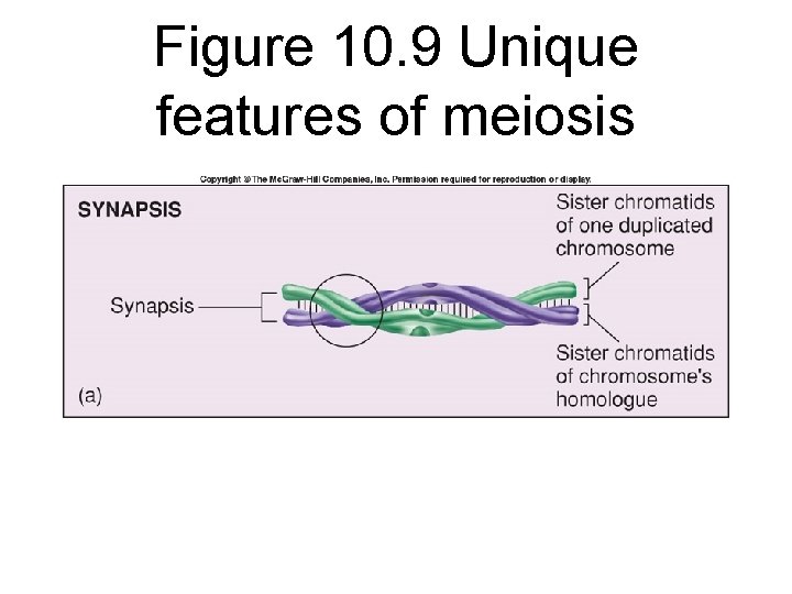Figure 10. 9 Unique features of meiosis 