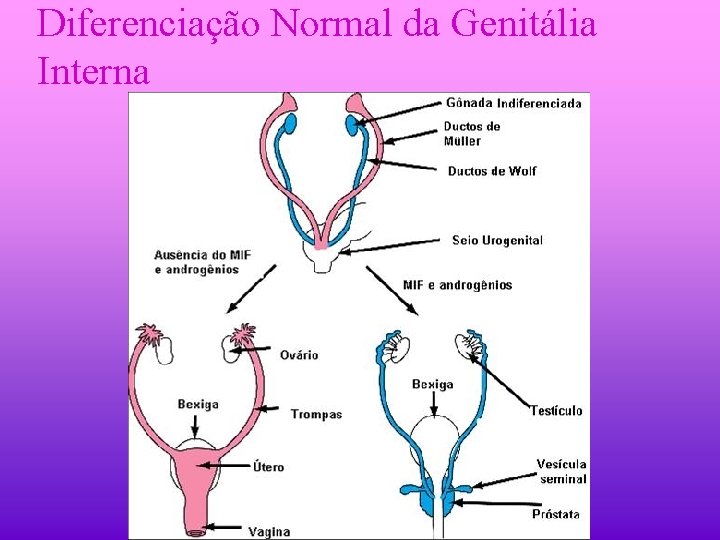 Diferenciação Normal da Genitália Interna 