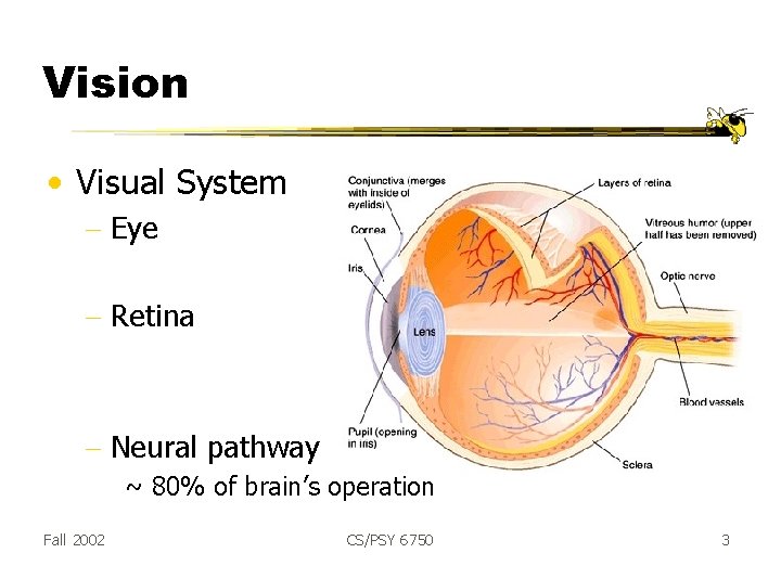 Vision • Visual System - Eye - Retina - Neural pathway ~ 80% of