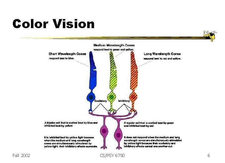 Color Vision Fall 2002 CS/PSY 6750 6 