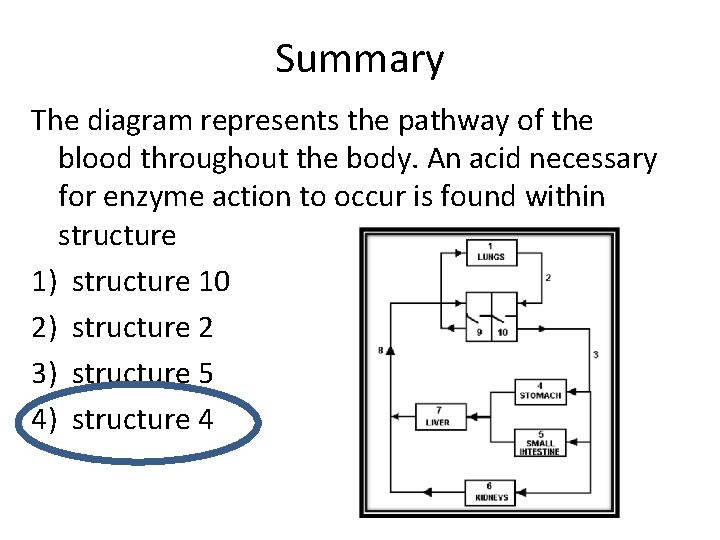 Summary The diagram represents the pathway of the blood throughout the body. An acid