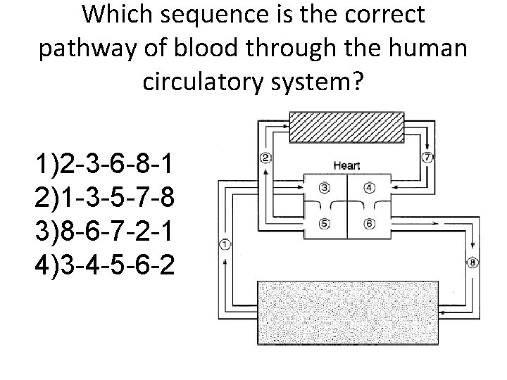 Which sequence is the correct pathway of blood through the human circulatory system? 1)2