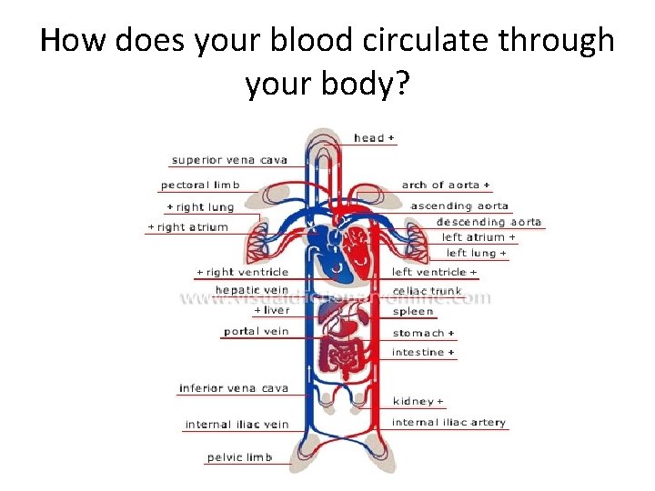 How does your blood circulate through your body? 