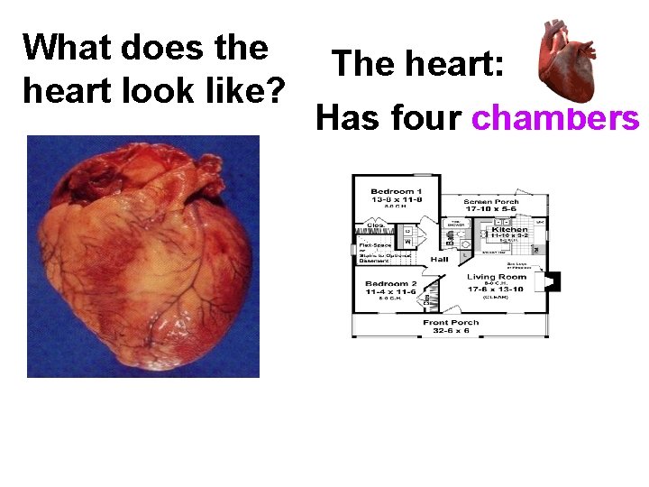 What does the heart look like? The heart: Has four chambers 
