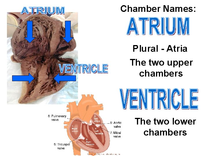 Chamber Names: Plural - Atria The two upper chambers The two lower chambers 