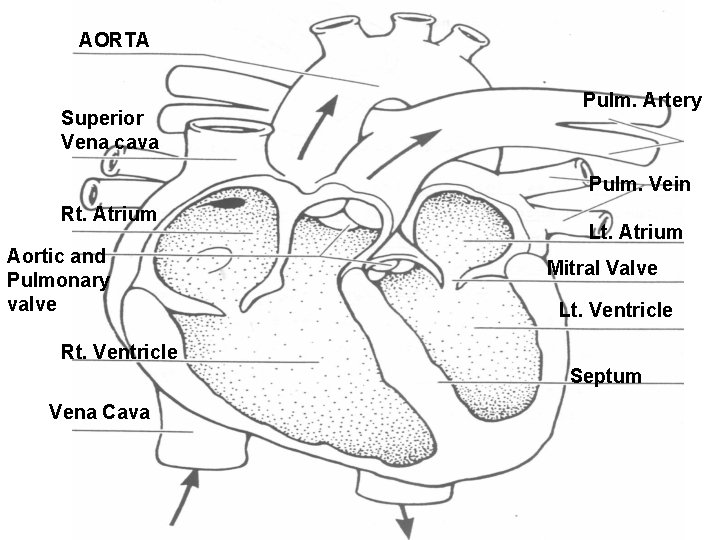 AORTA Superior Vena cava Pulm. Artery Pulm. Vein Rt. Atrium Aortic and Pulmonary valve