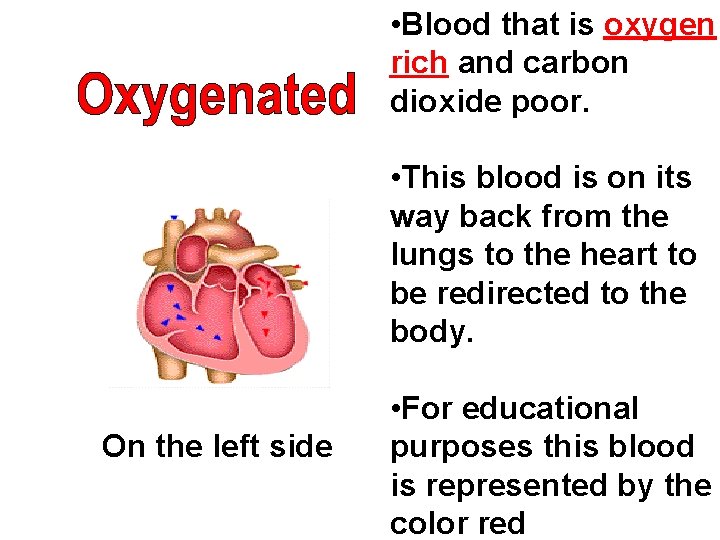  • Blood that is oxygen rich and carbon dioxide poor. • This blood