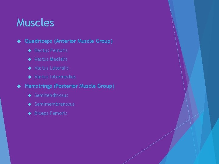Muscles Quadriceps (Anterior Muscle Group) Rectus Femoris Vastus Medialis Vastus Lateralis Vastus Intermedius Hamstrings