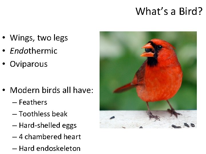 What’s a Bird? • Wings, two legs • Endothermic • Oviparous • Modern birds