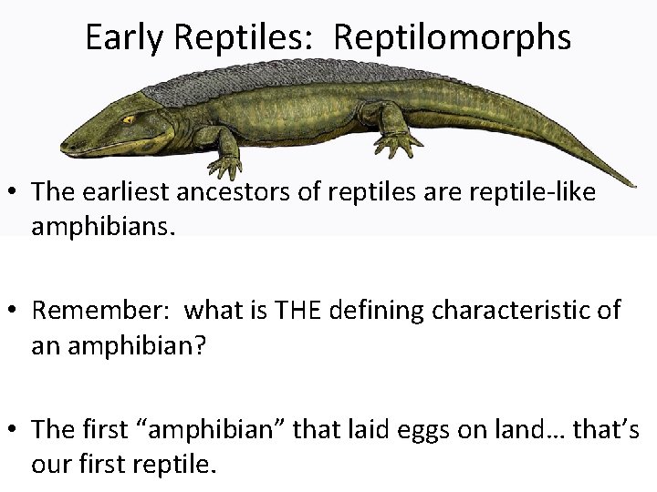 Early Reptiles: Reptilomorphs • The earliest ancestors of reptiles are reptile-like amphibians. • Remember:
