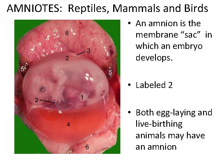 AMNIOTES: Reptiles, Mammals and Birds • An amnion is the membrane “sac” in which