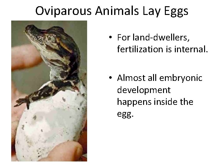 Oviparous Animals Lay Eggs • For land-dwellers, fertilization is internal. • Almost all embryonic