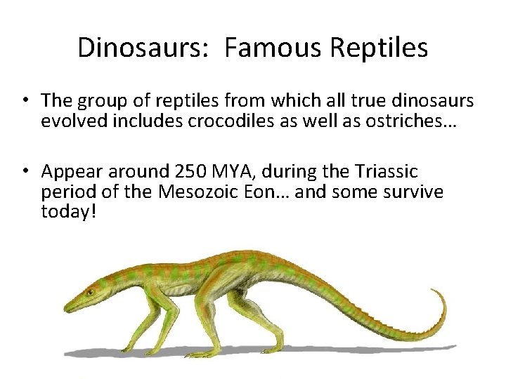 Dinosaurs: Famous Reptiles • The group of reptiles from which all true dinosaurs evolved