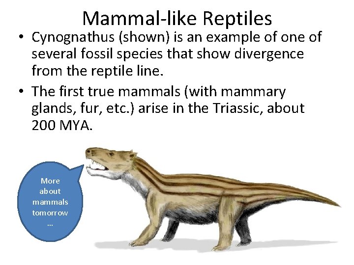 Mammal-like Reptiles • Cynognathus (shown) is an example of one of several fossil species