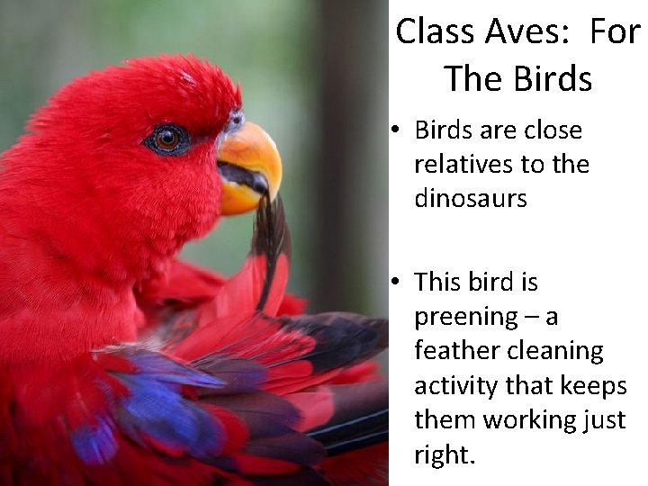 Class Aves: For The Birds • Birds are close relatives to the dinosaurs •