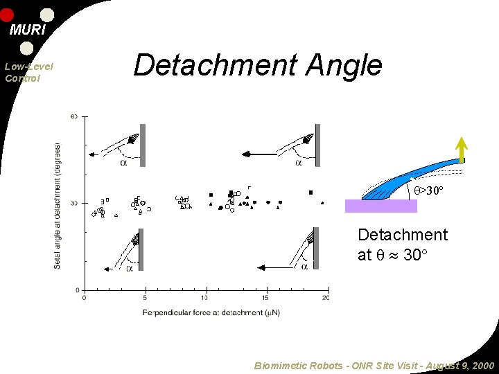 MURI Low-Level Control Detachment Angle >30º Detachment at 30 Biomimetic Robots - ONR Site