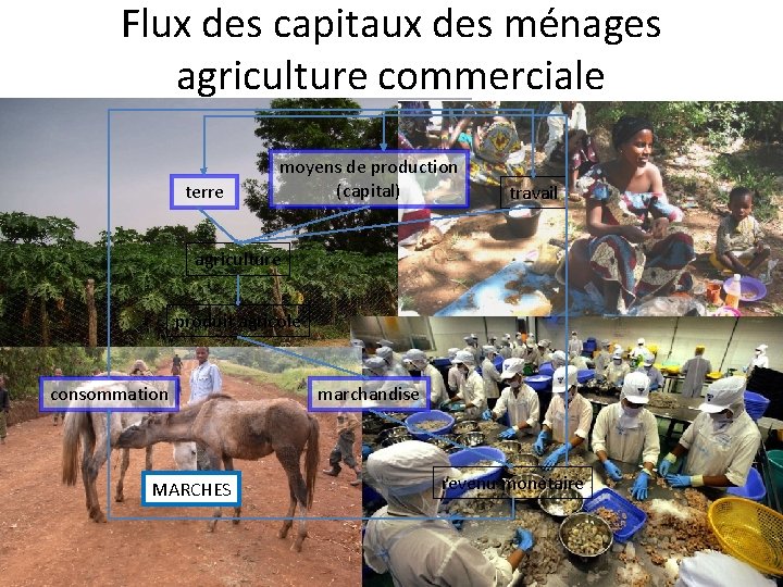 Flux des capitaux des ménages agriculture commerciale terre moyens de production (capital) travail agriculture