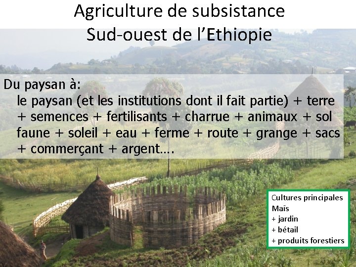 Agriculture de subsistance Sud-ouest de l’Ethiopie Du paysan à: le paysan (et les institutions