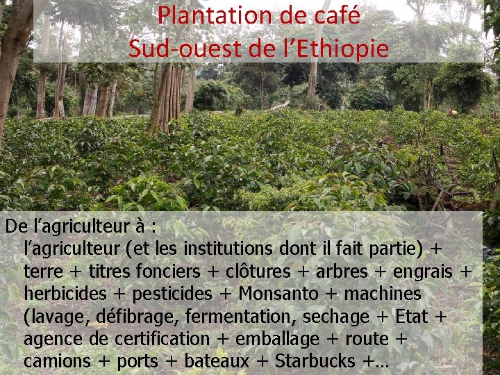 Plantation de café Sud-ouest de l’Ethiopie De l’agriculteur à : l’agriculteur (et les institutions