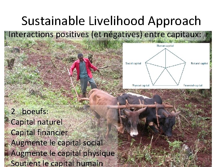 Sustainable Livelihood Approach Interactions positives (et négatives) entre capitaux: 2 boeufs: Capital naturel Capital