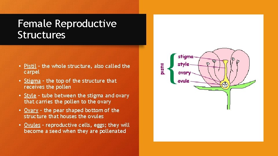 Flower Anatomy 6 L 1 1 Obj I
